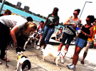 Pooch-A-Palooza in Detroit