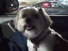 Onyx after getting a haircut at Petsmart