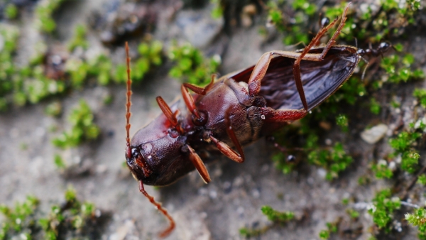 a roach about to be killed by ants